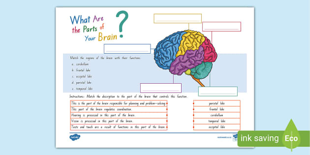 Brain labelling worksheet teacher