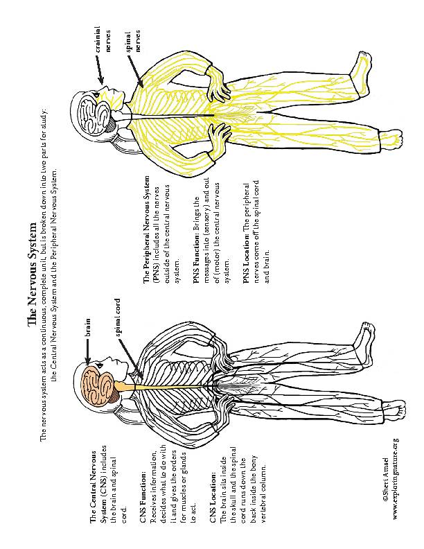 Nervous system reading color diagrams labeling and coloring activities