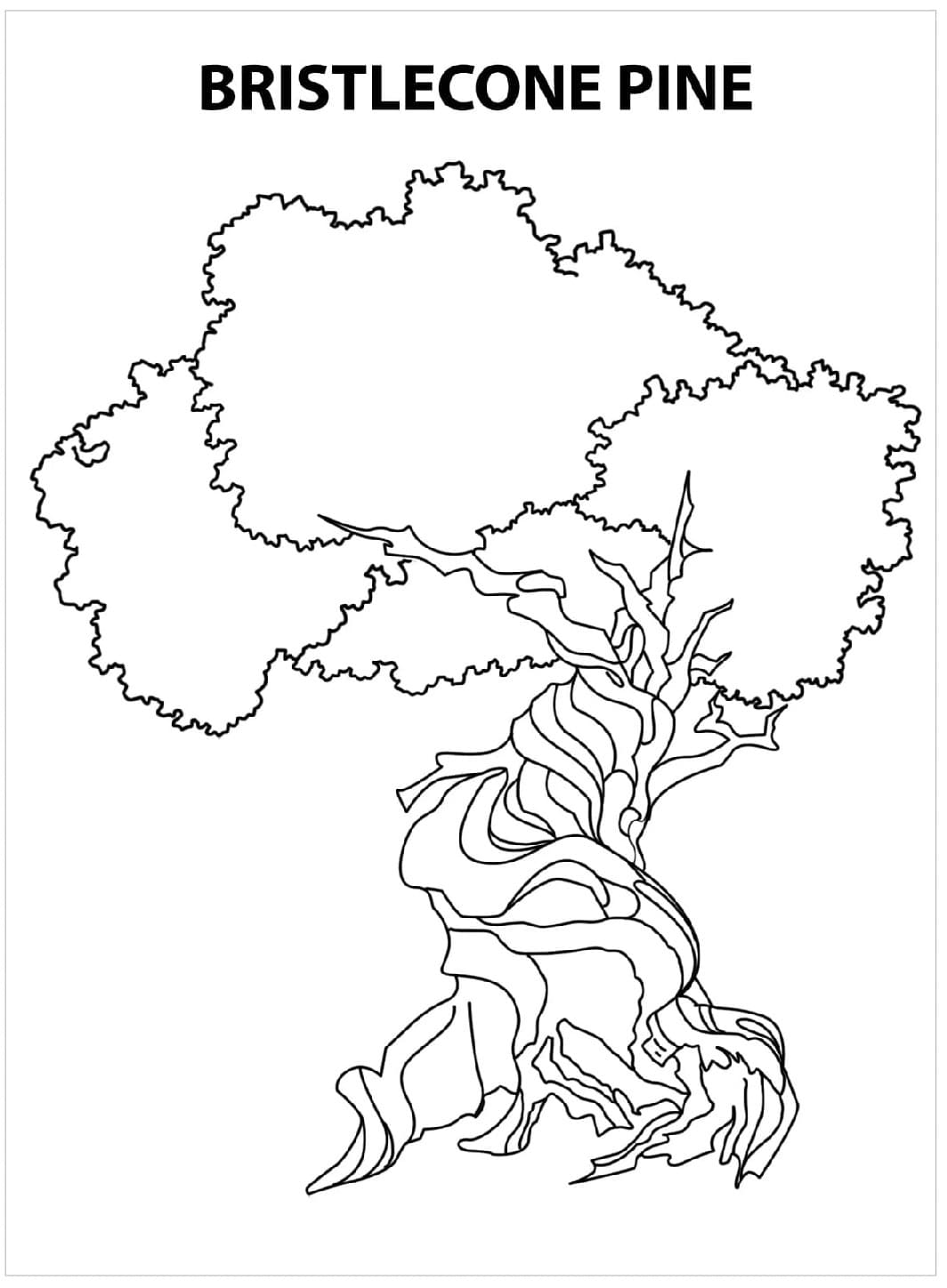 Nevada bristlecone pine coloring page