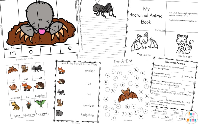 Nocturnal animals activities