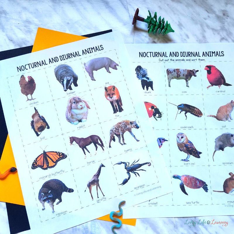 Nocturnal and diurnal animals worksheets