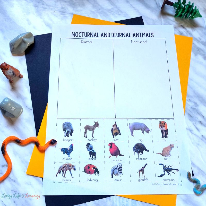 Nocturnal and diurnal animals worksheets