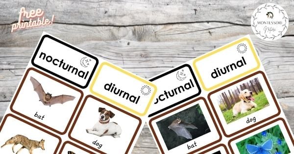 Nocturnal and diurnal animals sort