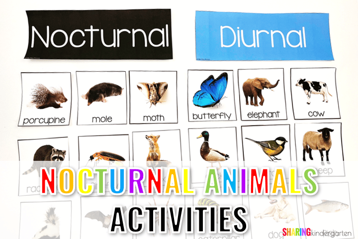 Fun nocturnal animals activities for kindergarten