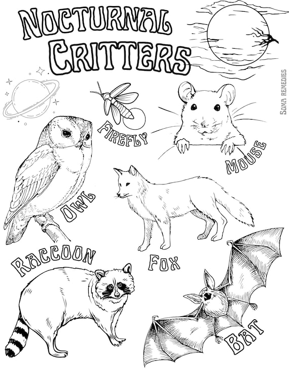 Nocturnal critters coloring page animal and plant coloring page homeschooling backyard natur coloring pages science activities for kids