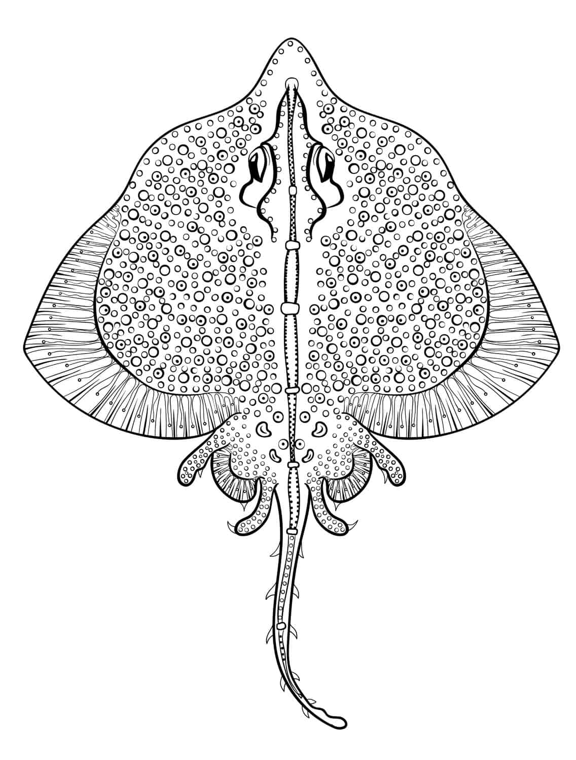 Free printable insect animal adult coloring pages
