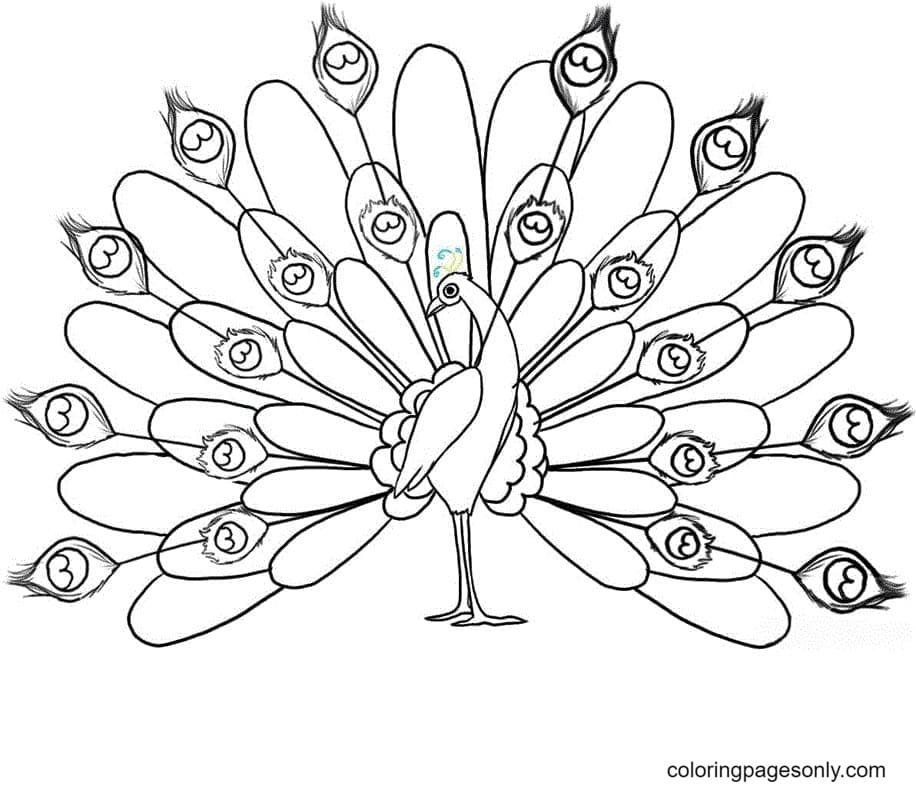Peacock coloring pages printable for free download