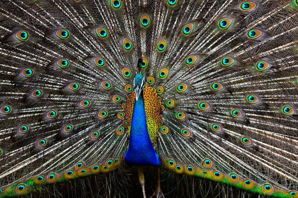 Free printable peacock coloring pages