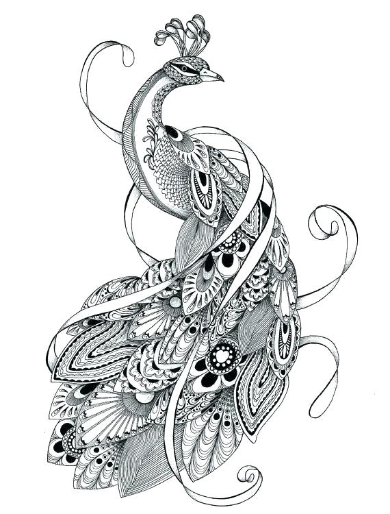 Free printable peacock coloring pages for kids