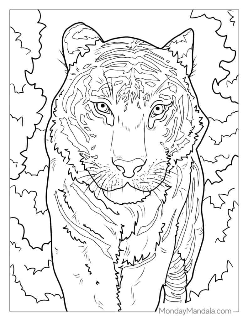 Tiger coloring pages free pdf printables