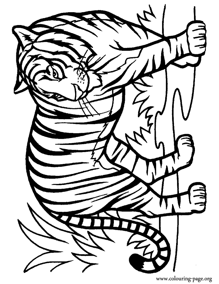 Tigers