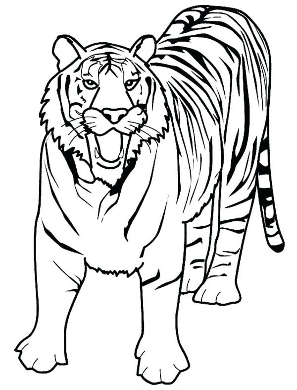 Tiger coloring pages pdf