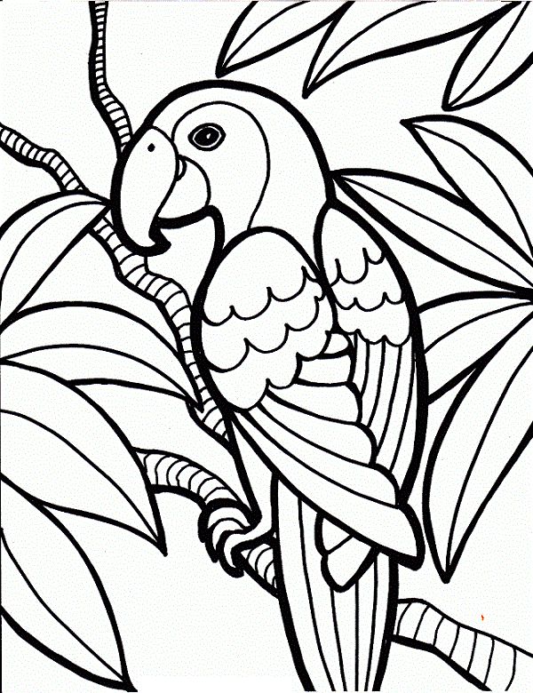 Cute parrot coloring pages your toddler will love to color sketsa buku mewarna adult coloring pages