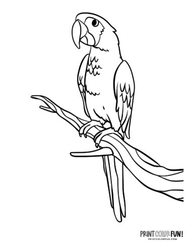 Parrot coloring pages at