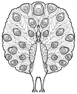 Peacocks