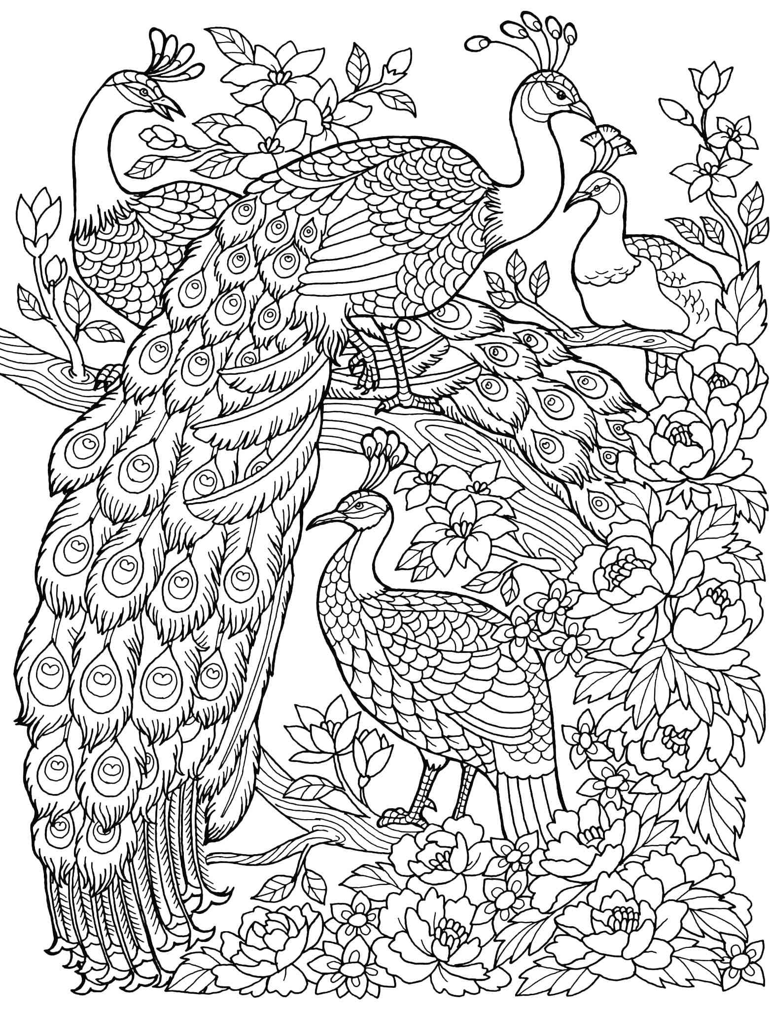 Peacock coloring pages for adults