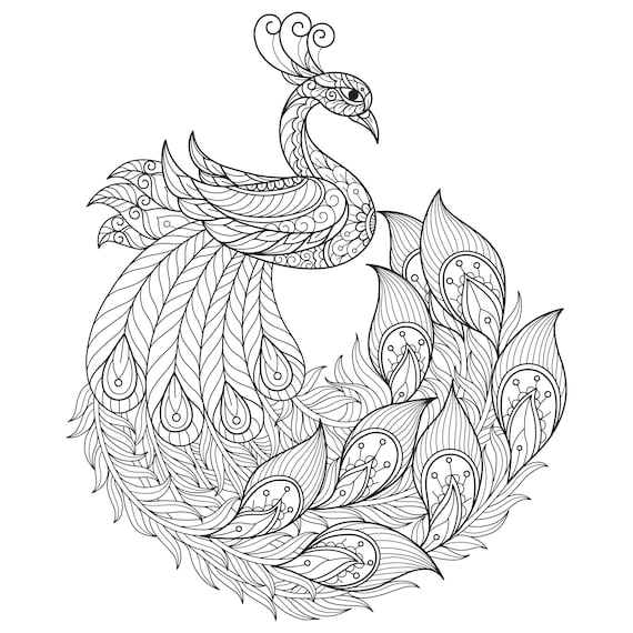 Cute coloring book peacock print kids activity book digital downloadable birds coloring page for adult and kids medium difficulty