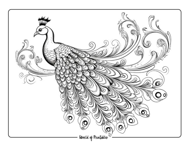 Peacock coloring pages