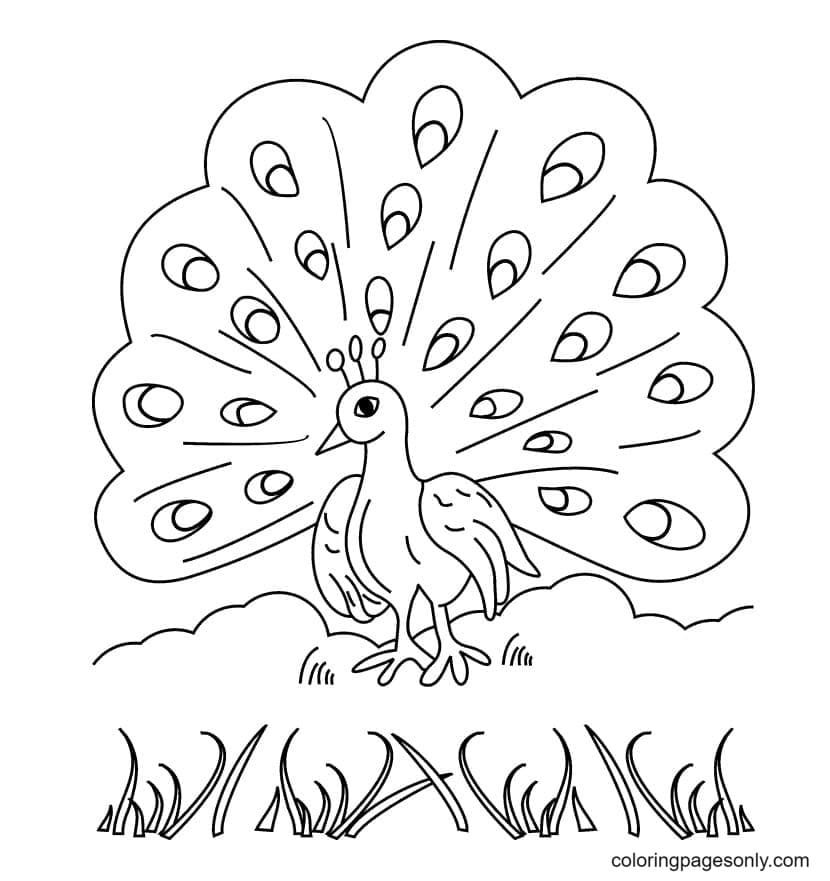 Peacock coloring pages printable for free download