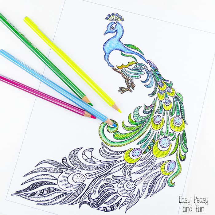 Peacock coloring page for adults