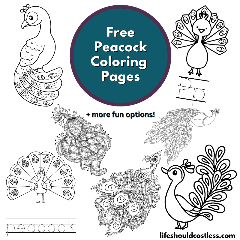 Peacock coloring pages free printable pdf templates
