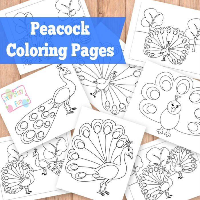 Peacock coloring pages