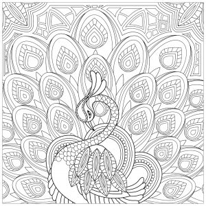 Peacocks