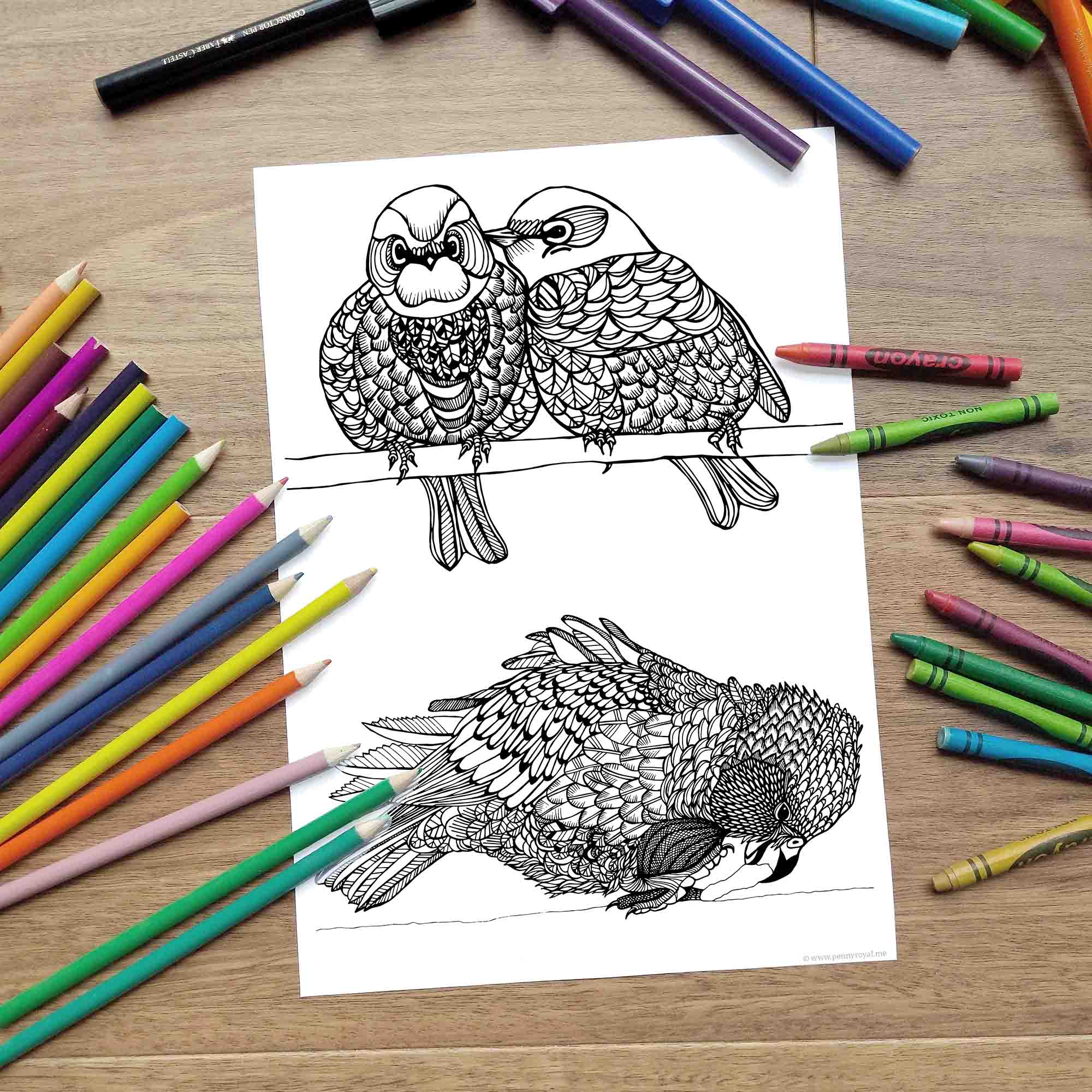 Kea and silvereyes coloring page