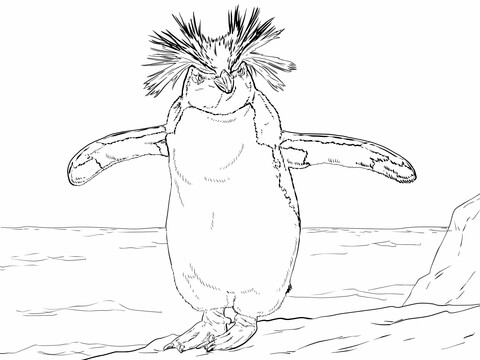 Northern rockhopper penguin coloring page free printable coloring pages