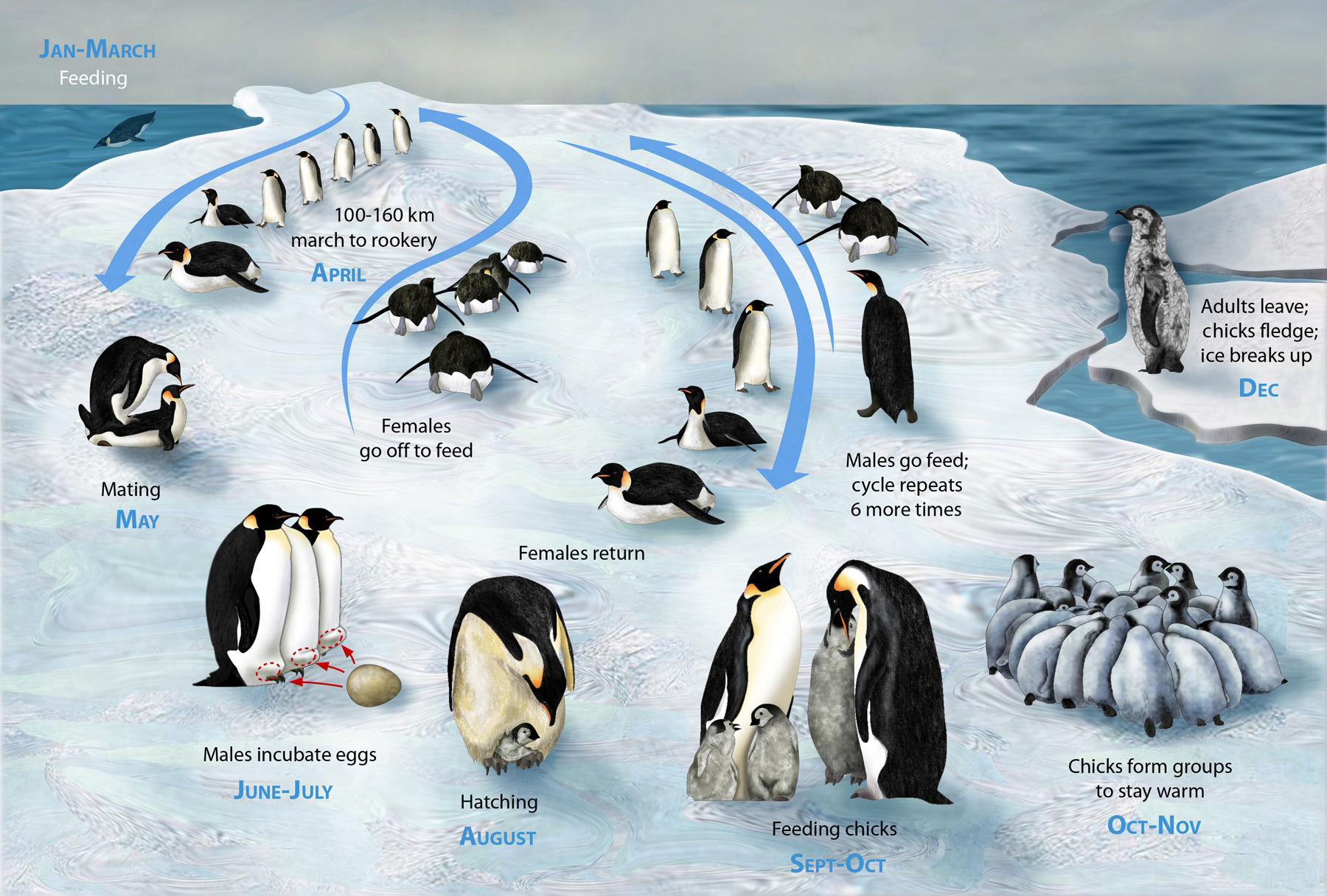 Filepguin lifecycle hjpg