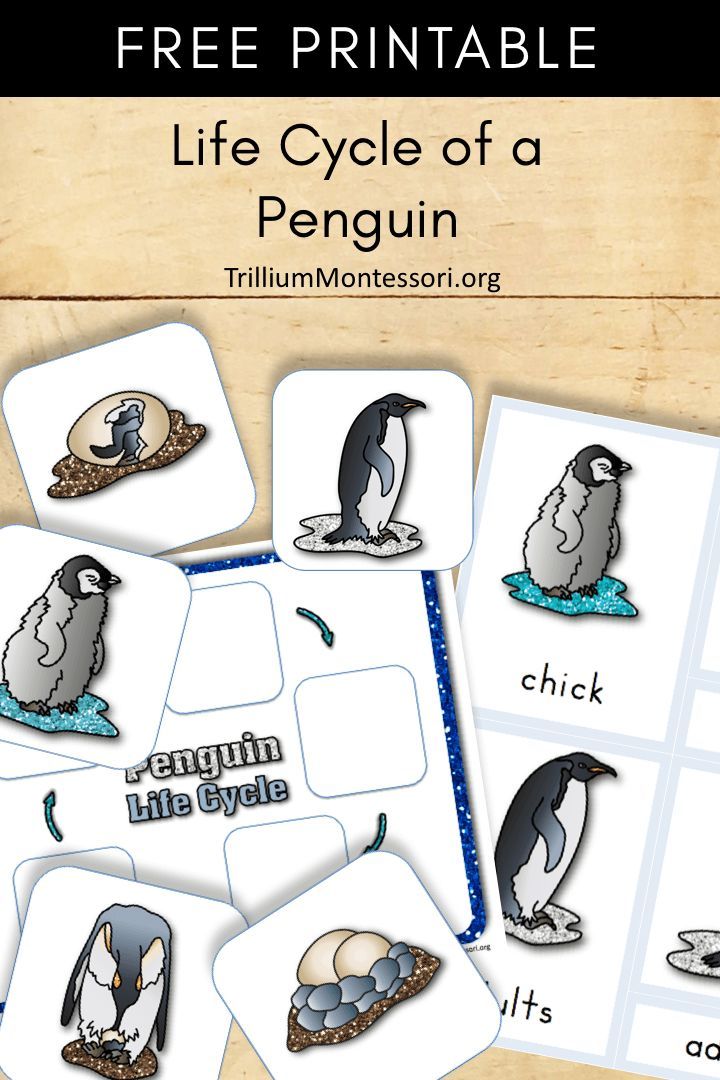 Free printable life cycle of a penguin life cycles penguin activities penguins kindergarten