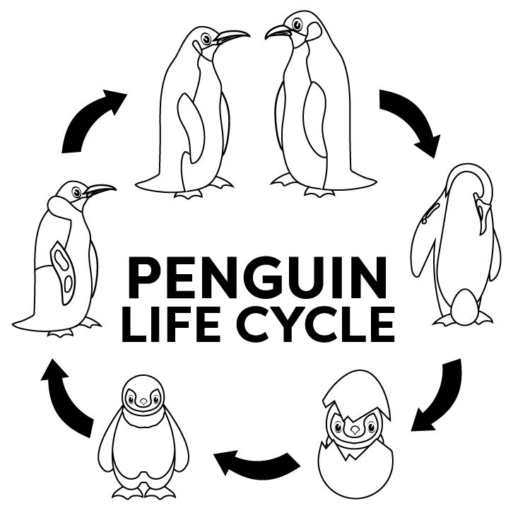 Mom ciniegas adlä kullanäcänän pingãinos panosundaki pin penguen antktika eäitim