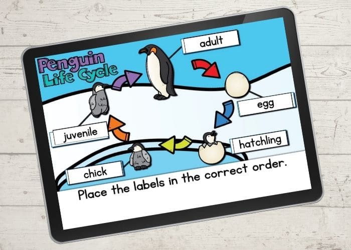 Digital diagram of a life cycle of a penguin activity