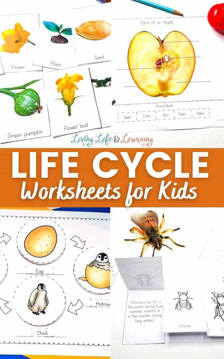 Life cycle worksheets for kids
