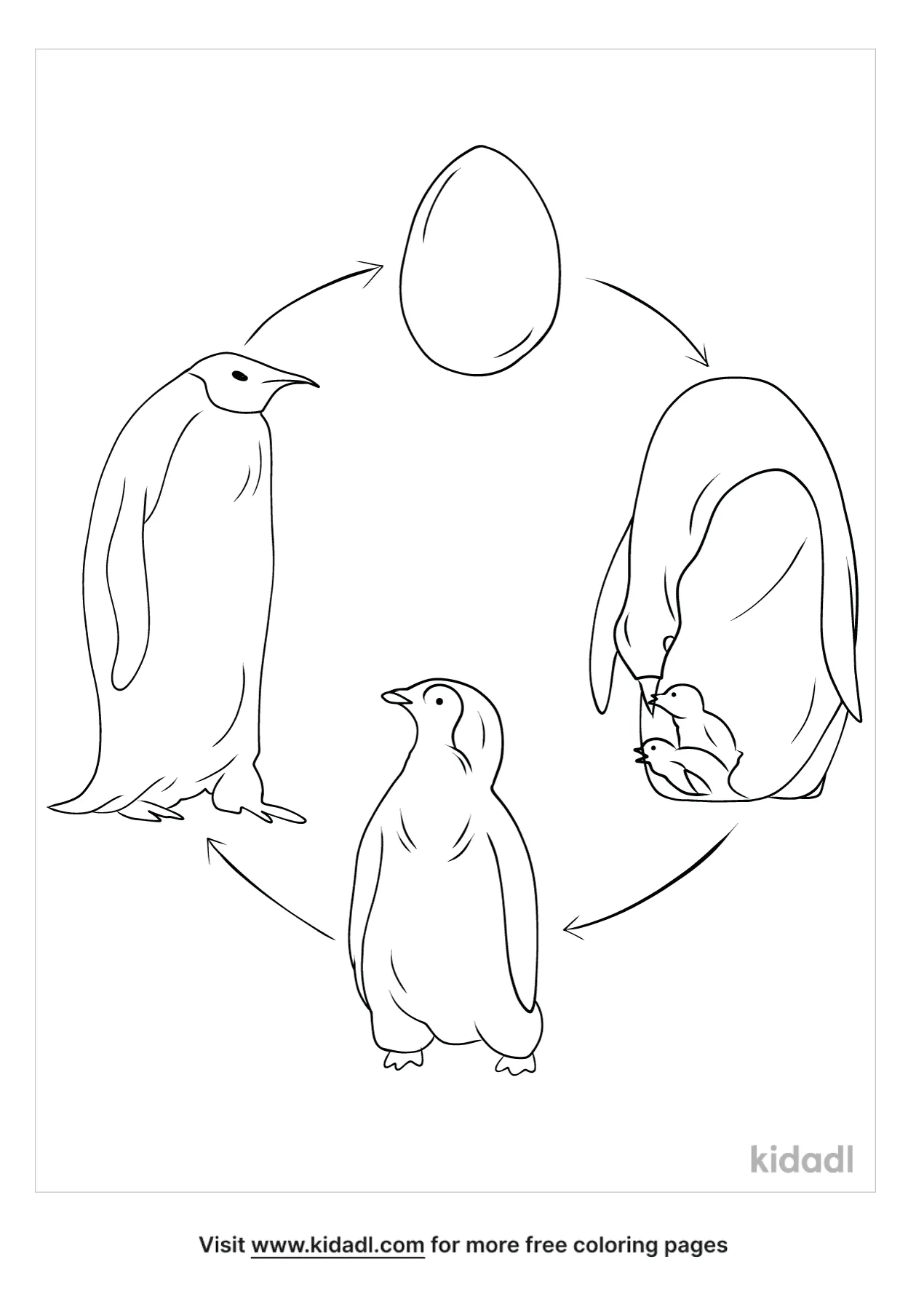 Free life cycle of a penguin coloring page coloring page printables