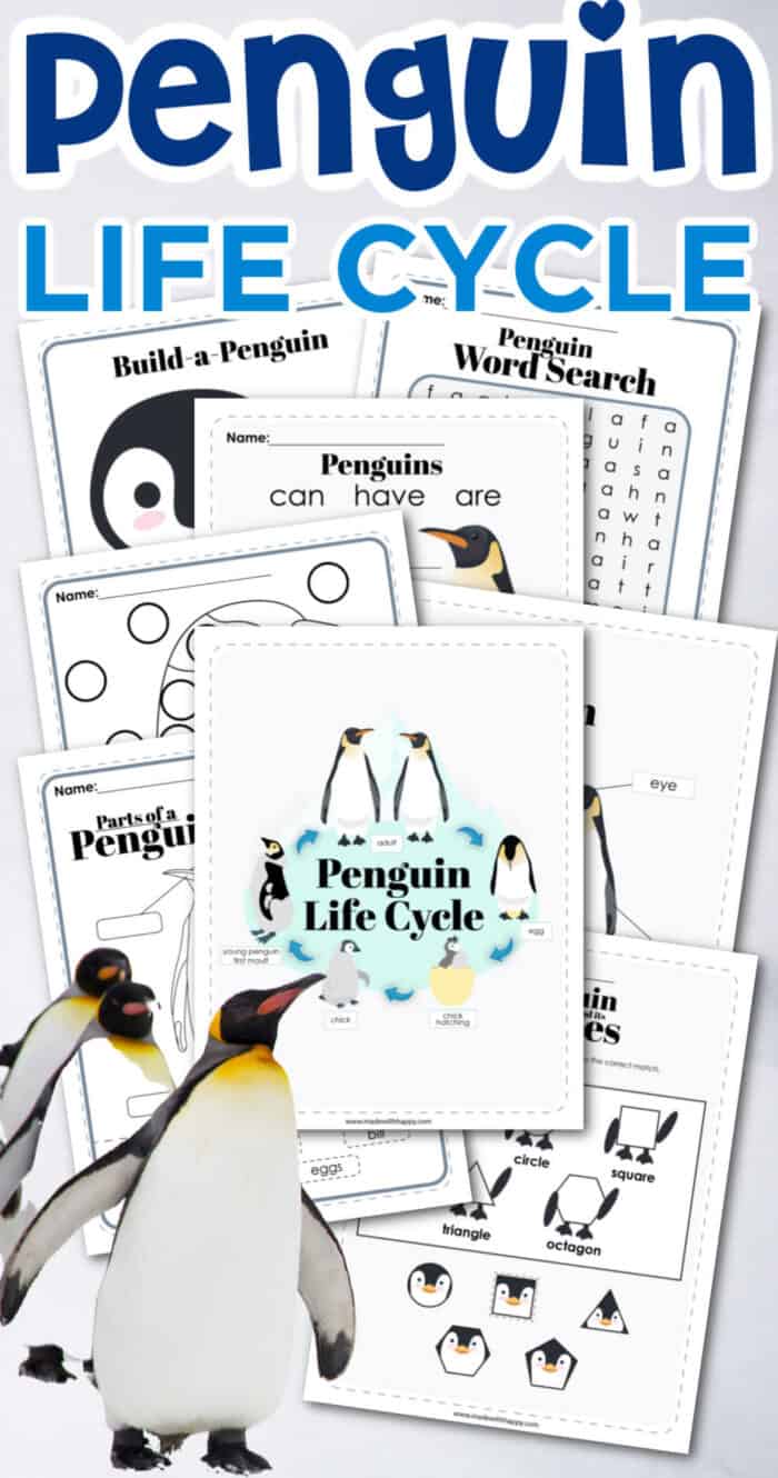 Penguin life cycle