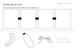 Life cycles printables for primary school