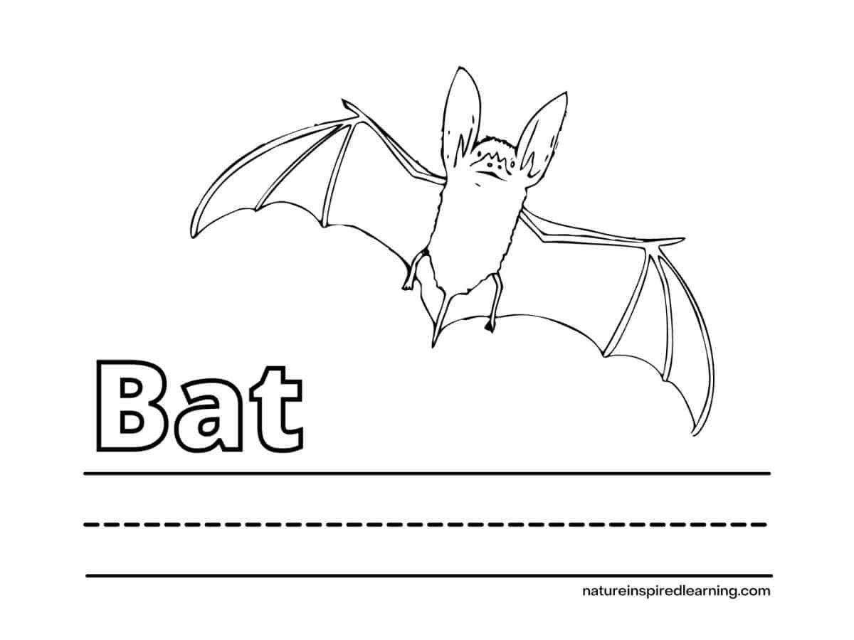 Best bat coloring pages