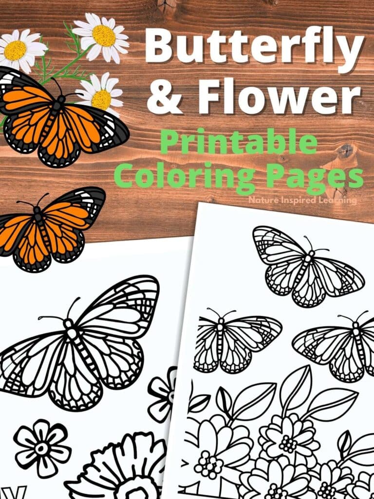 Beautiful butterflies with flowers coloring pages
