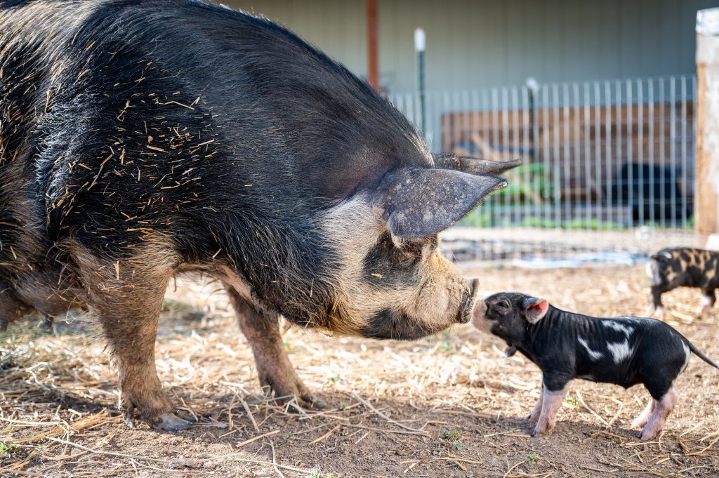 Free printable pig coloring pages