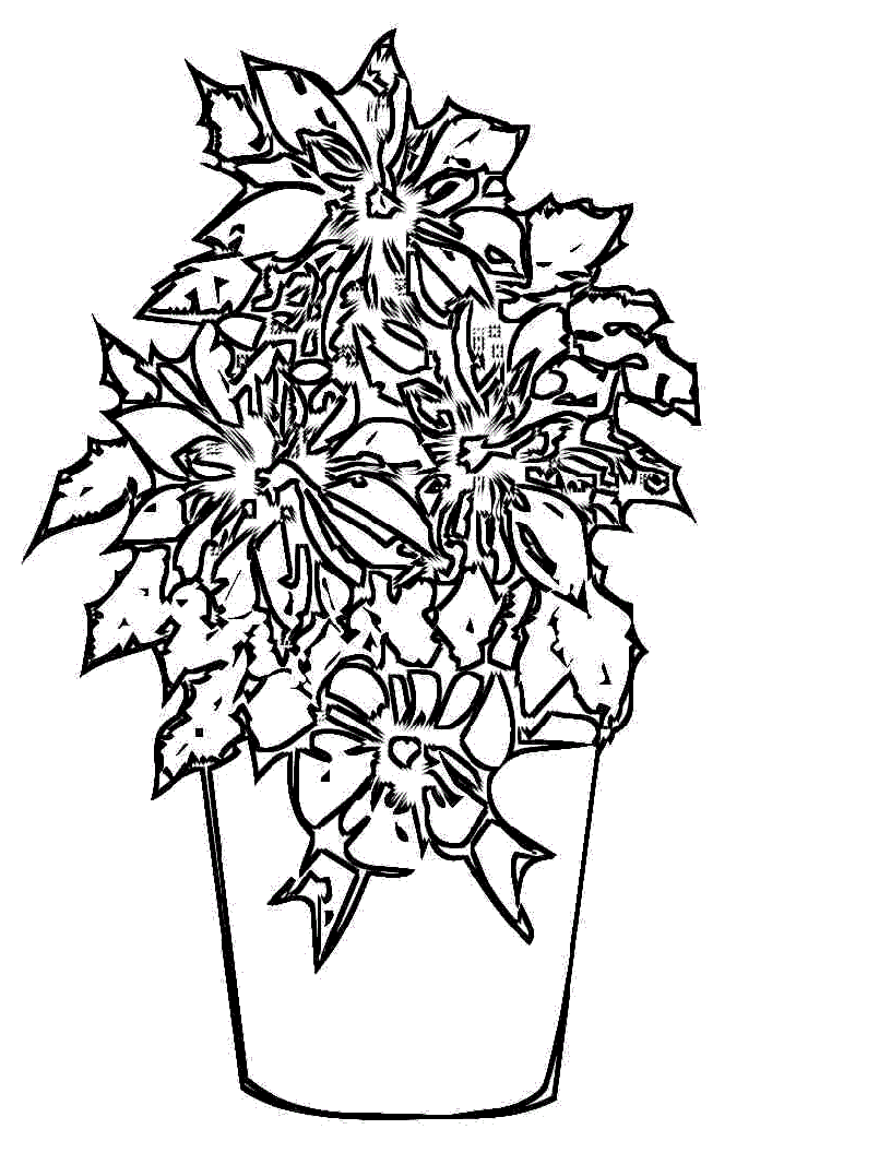 Free printable poinsettia coloring pages for kids