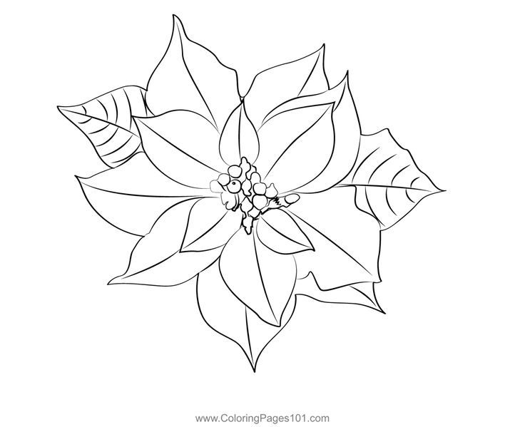 Poinsettia flower coloring page flower coloring pages poinsettia flower coloring pages