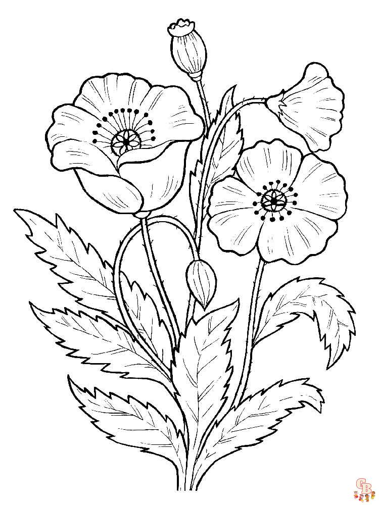 Poppies coloring pages printable free and easy options for kids