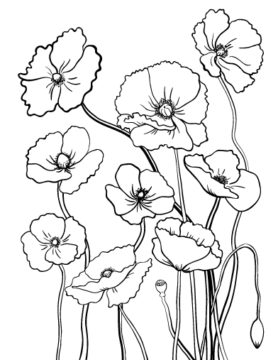 Free poppy coloring page
