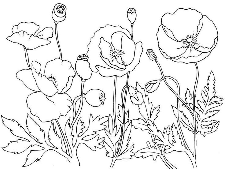 Poppies coloring pages