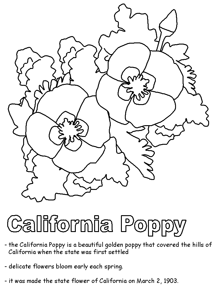 California poppy coloring page