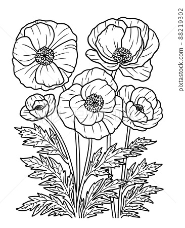Corn poppy flower coloring page for adults