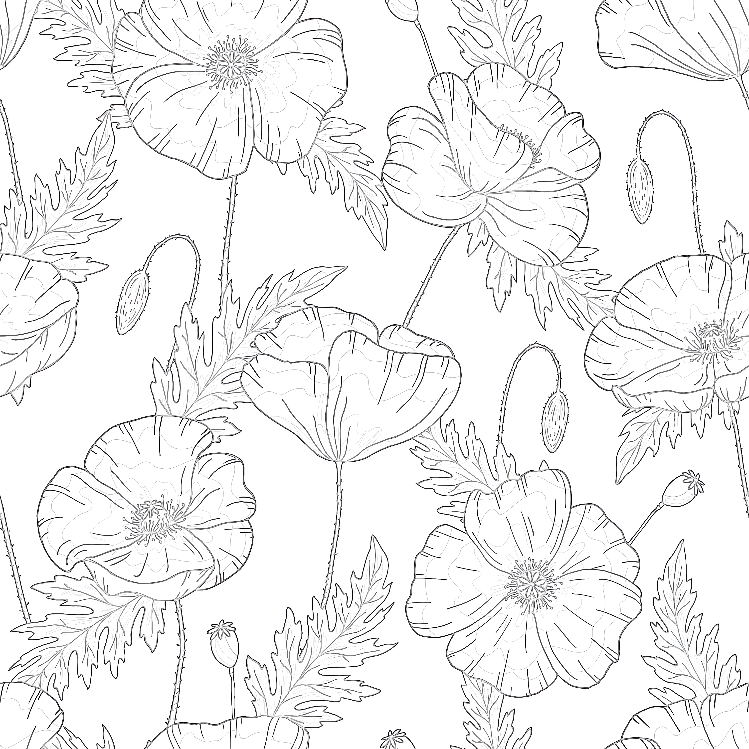 Blue poppy coloring page