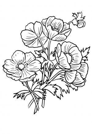 Free printable poppy coloring pages for adults and kids