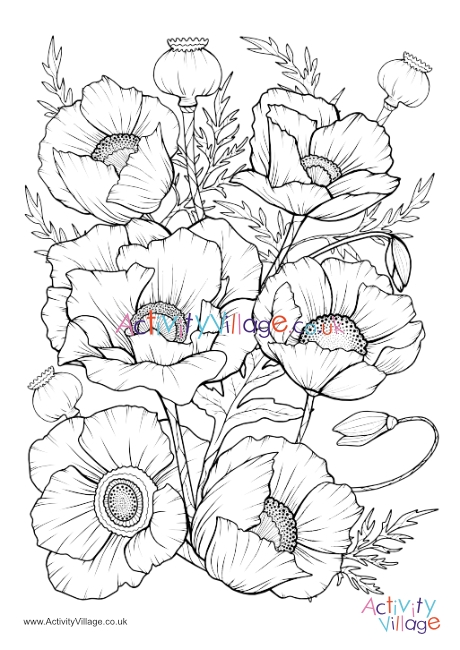 Poppies louring page